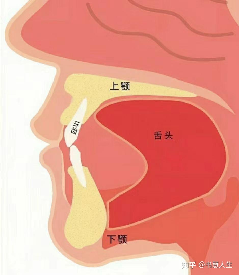 舌抵上颚好处多,不用记,照做就能有收获 - 知乎