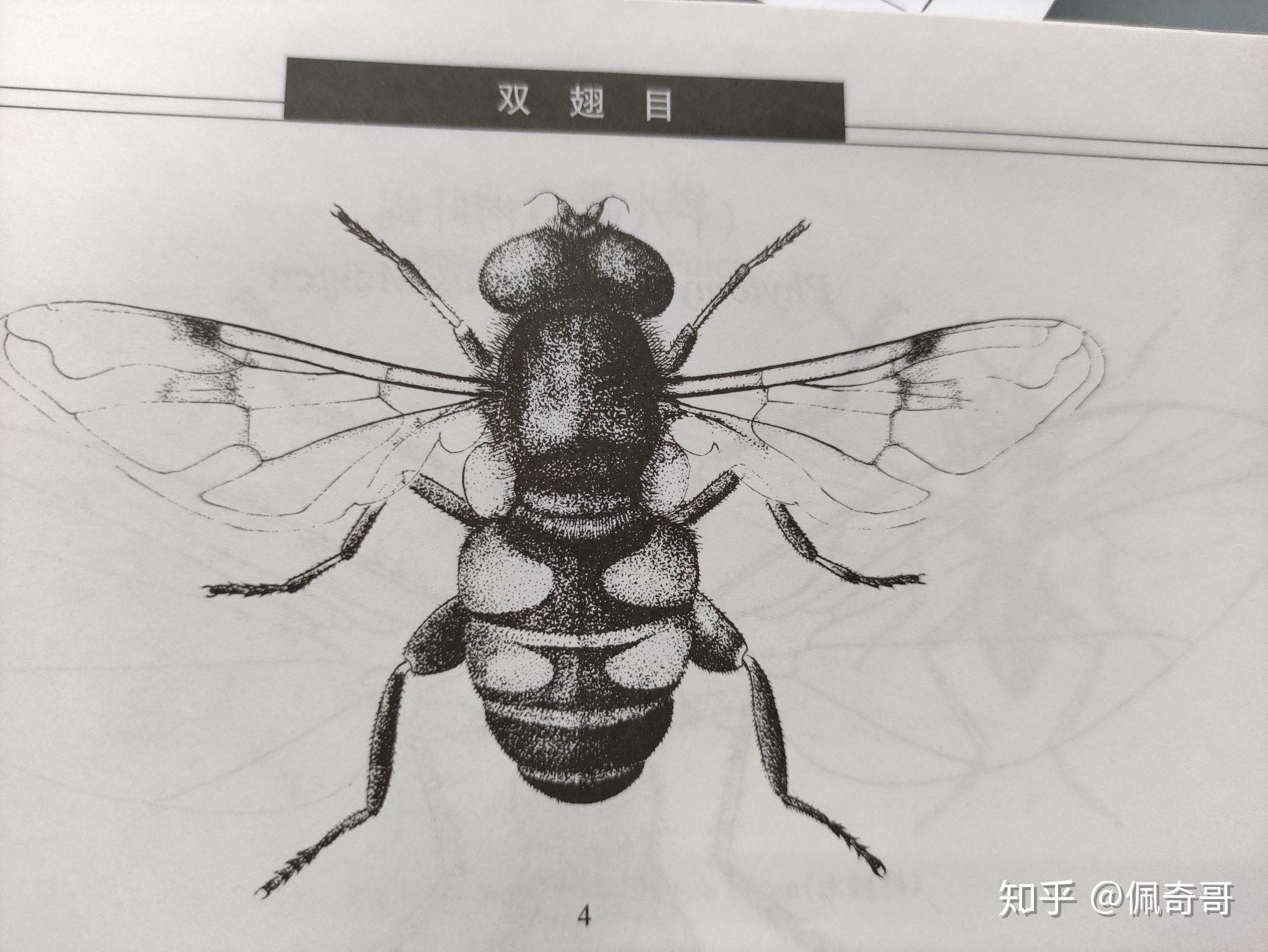 没有食蚜虻只有食蚜蝇