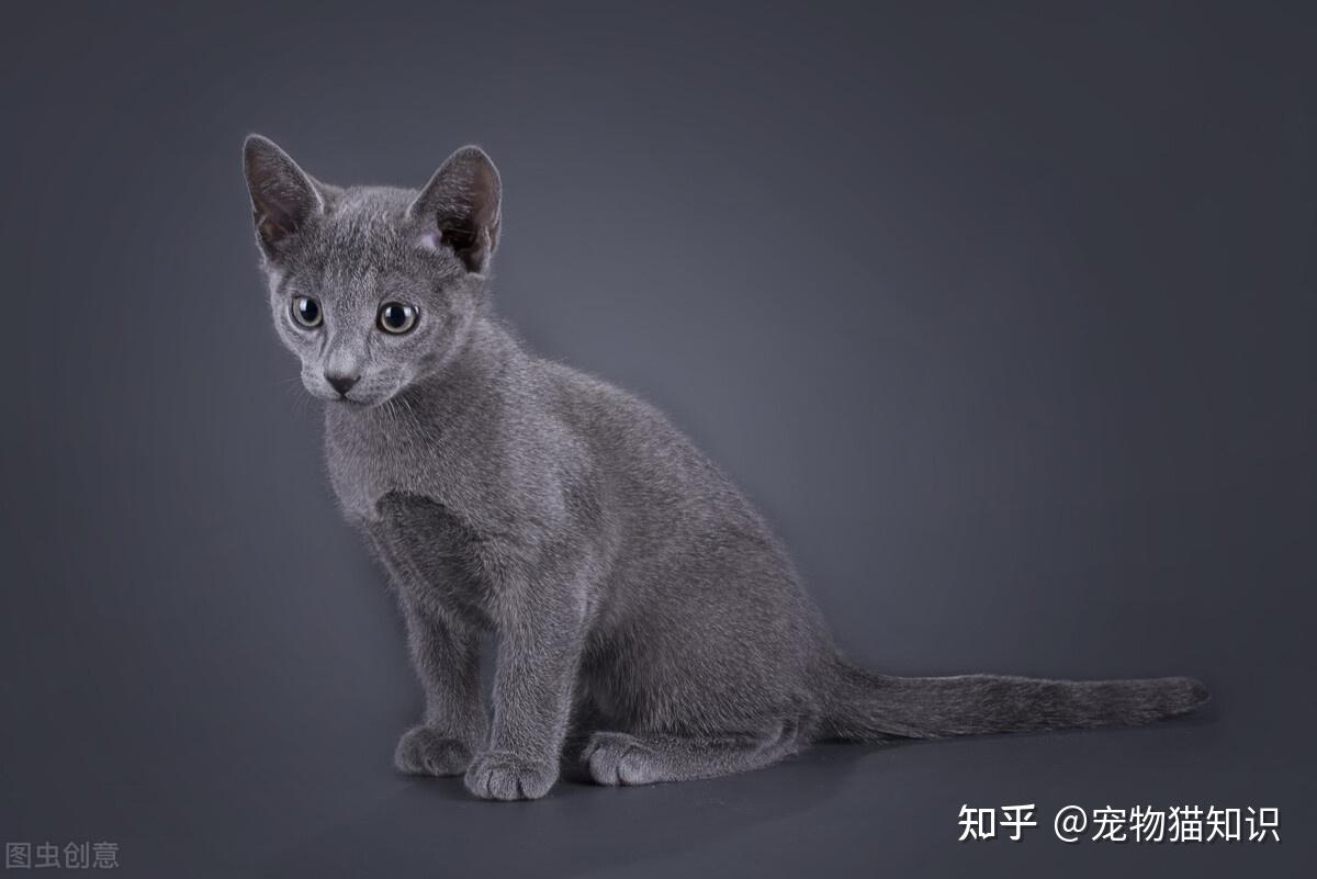 灰色褴褛猫图片