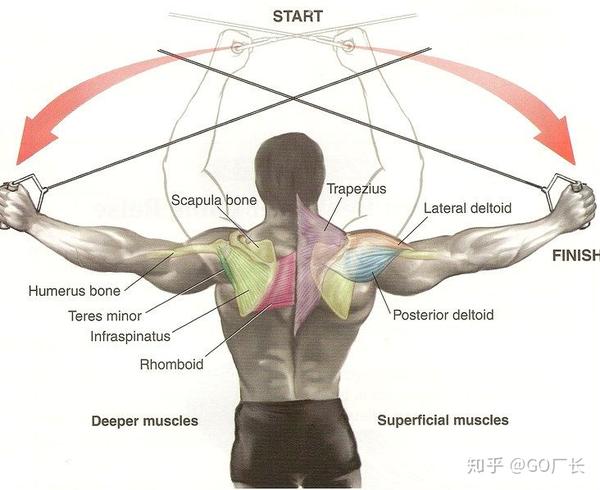 肩部肌肉应该怎么练 地表最强练肩攻略 知乎