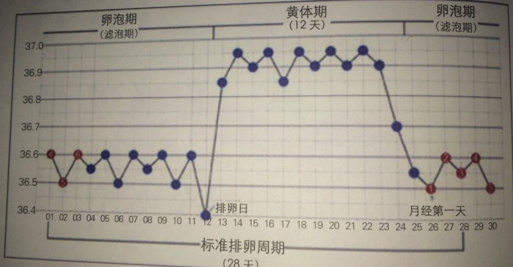 1度,一直维持到下次月经来潮前开始下降,详情可对比图说明:基础体温是