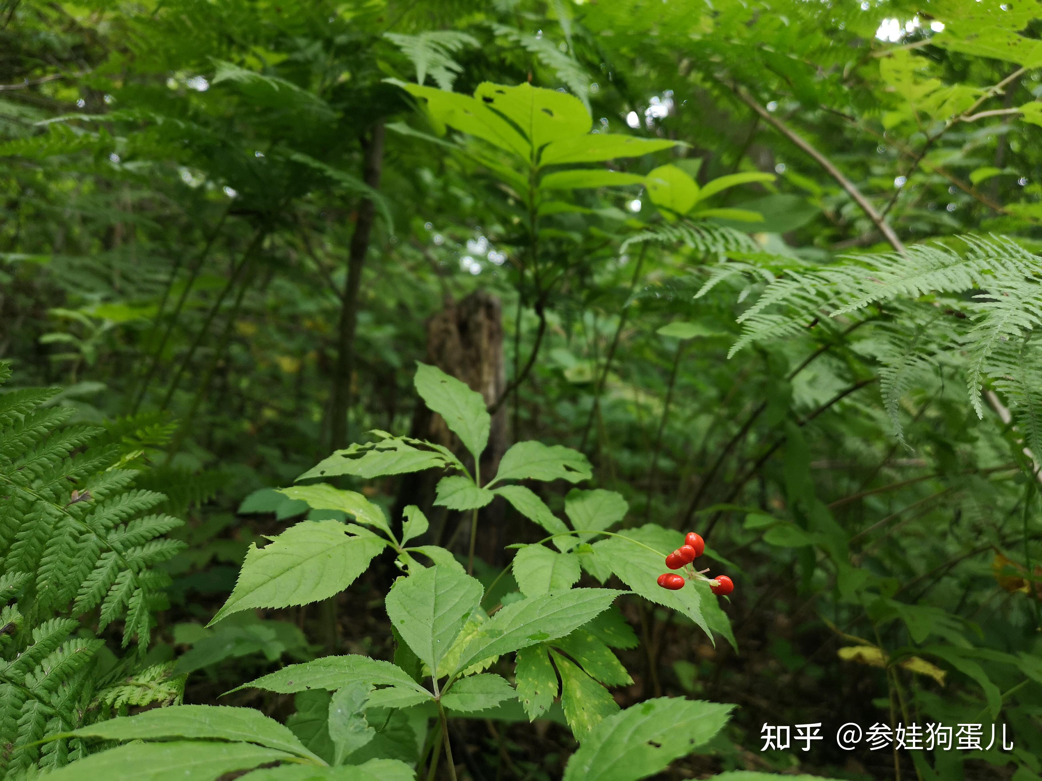 人工播种后再无人工干预的林下山参,模拟野生参生长方式来填补充野