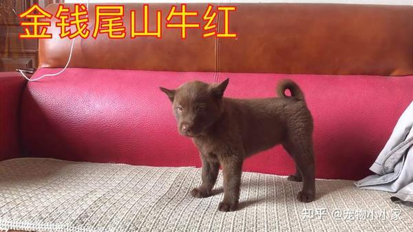 山牛红犬的优点