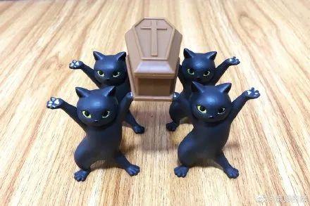 给妖娆猫穿上比基尼后，只想说u201c你好骚啊，我好喜欢！u201d - 知乎