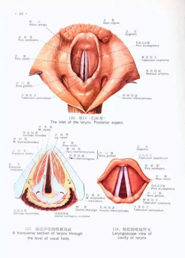 喉劈裂位置图片