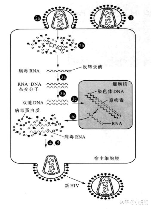 图3:hiv的增殖过程,图片来源[6]除了逆转录病毒,双链rna病毒和负链rna