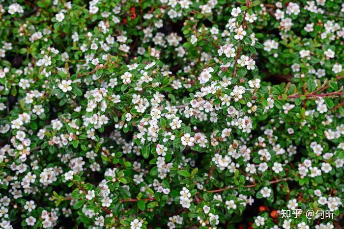 常见小红果植物