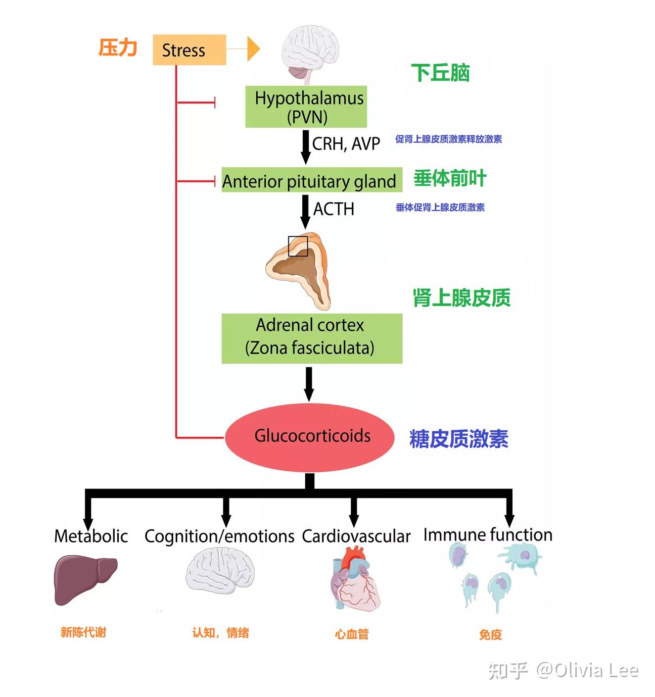 肾上腺轴图片