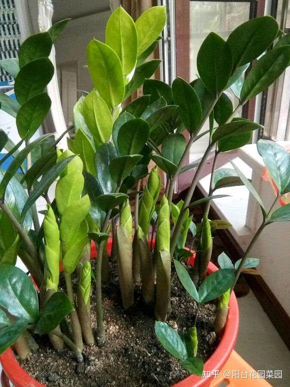 9种 富贵花 立春一过 狂长个 旺家又聚财 知乎