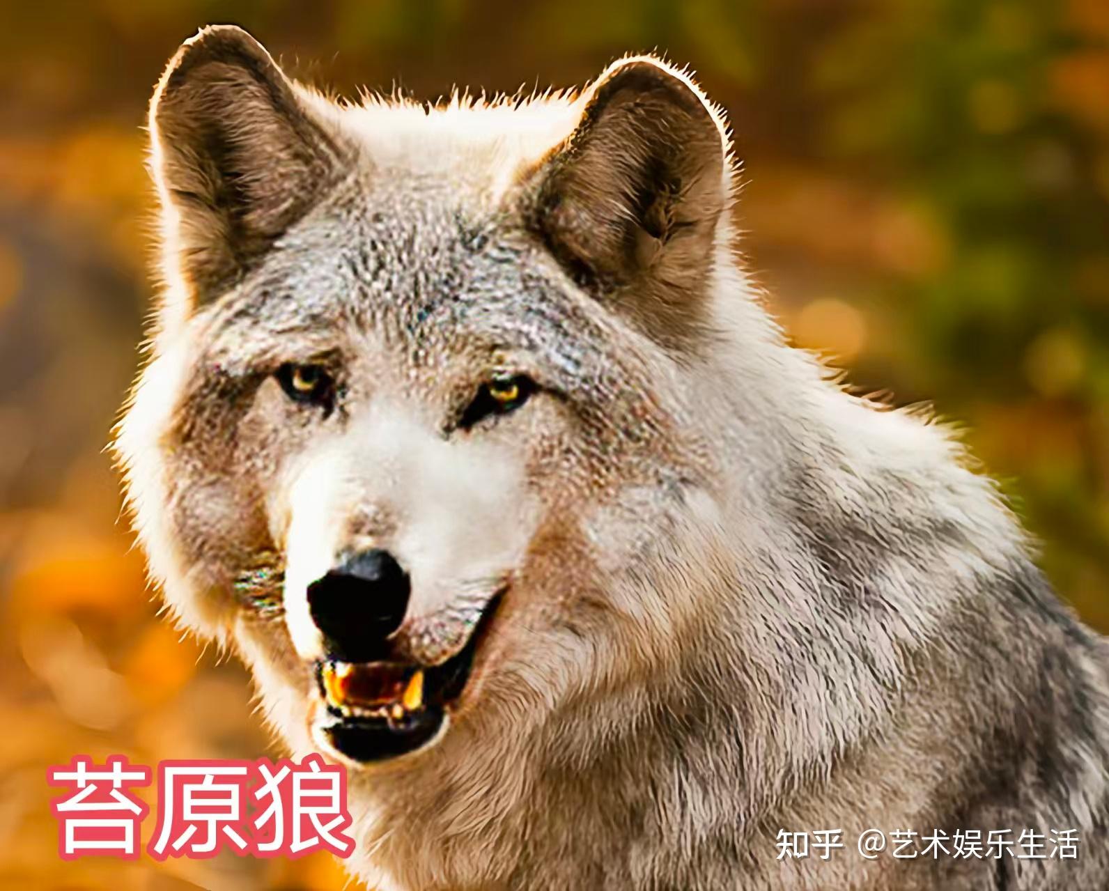 灰狼的40个亚种,它们曾经辉煌的生活在世界的各个角落 - 知乎