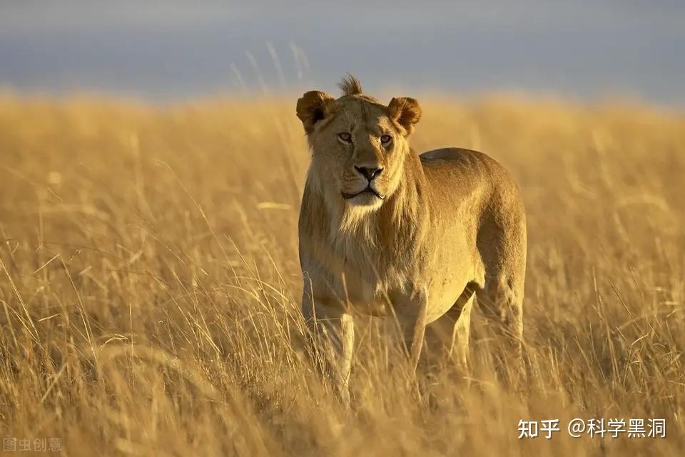 为什么说雌狮才是真正的狮王?它们一生中要经历多少次丧子之痛? - 知乎