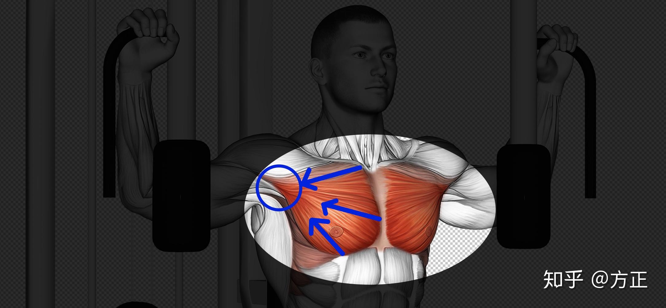 功能解剖—胸部肌肉及其功能分析 - 知乎