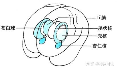 神经解剖:病损表现及定位诊断【局部精讲】 - 知乎