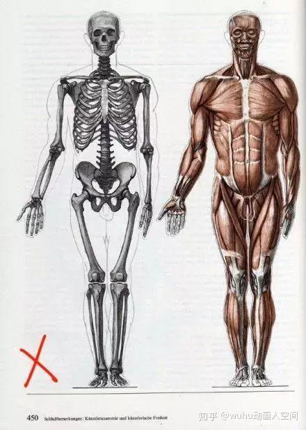 人体三叉骨位置图图片