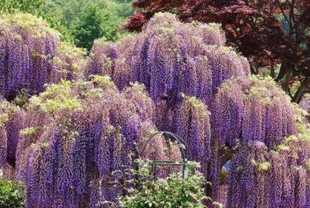 优秀植物景观素材——多彩绚丽的紫藤 - 知乎