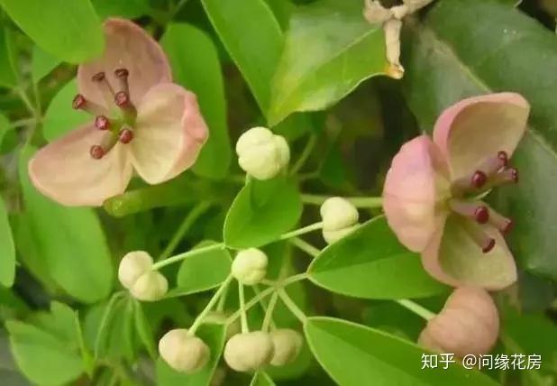 干货| 25种爬藤花,花开便成瀑布,这个夏天够清凉 - 知乎