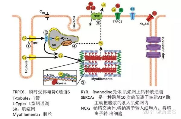 生理学不懂？谷谷给你解析钙离子对心肌的作用 - 知乎