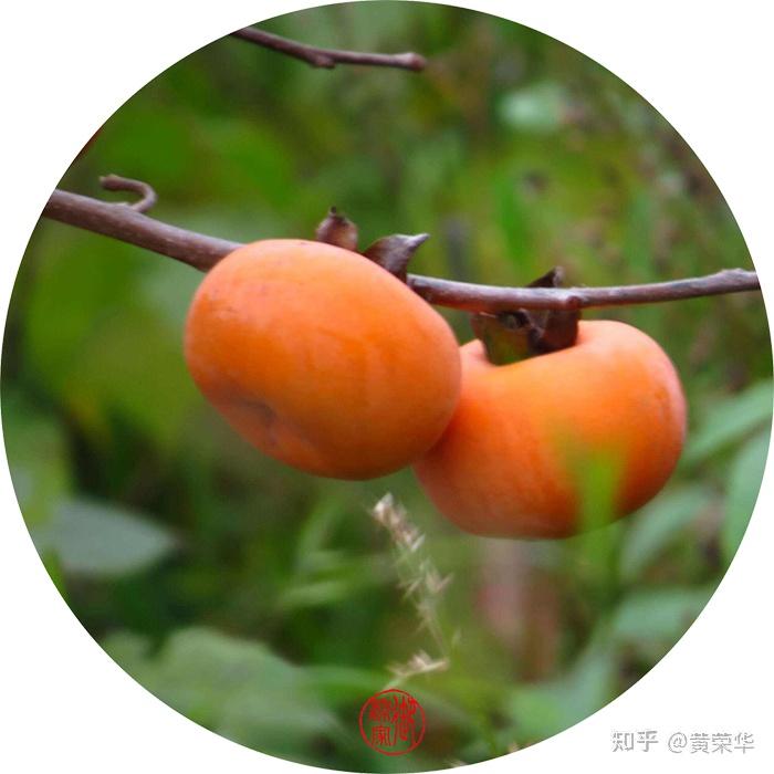 《柿黄染秋色：从古诗词解码中国传统色谱的意蕴》 - 知乎