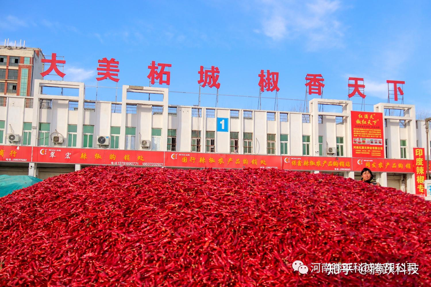 共谋辣椒致富路腾跃智慧农业助力2023年柘城辣椒产业大会