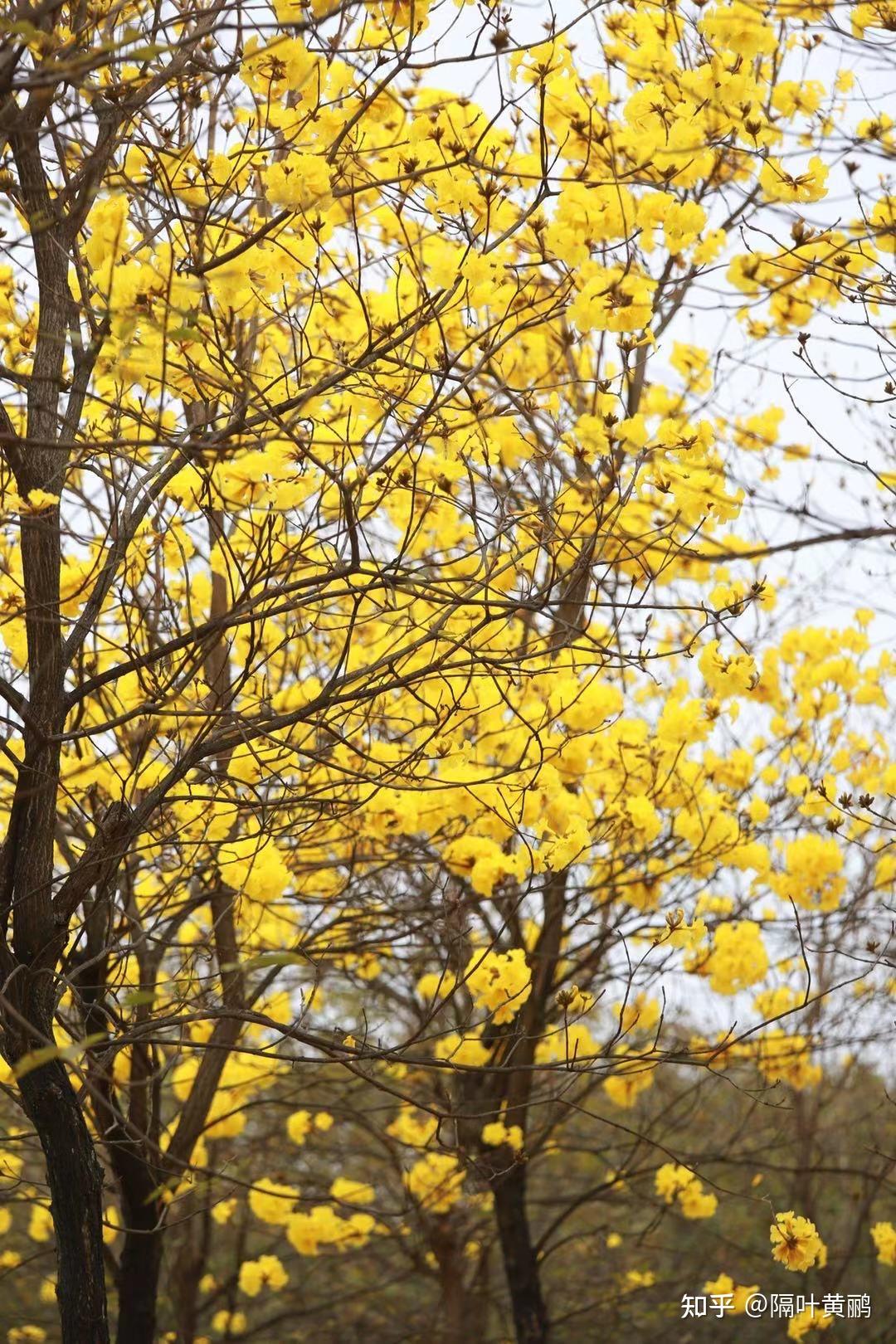 木棉也叫英雄树.红花羊蹄甲,很多叫法,香港叫洋紫荆.春水里的"鹅".