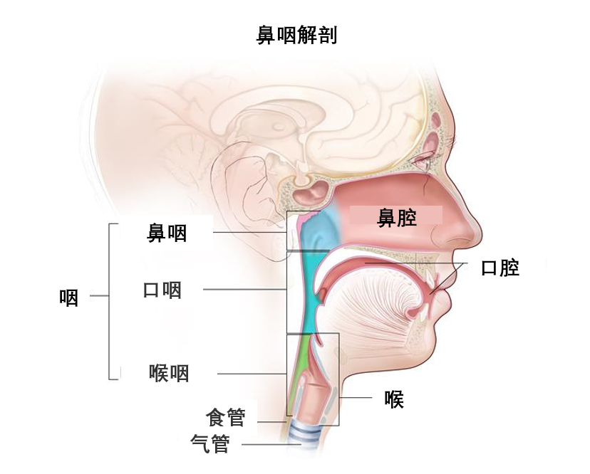 放射治疗作为首选的鼻咽癌 如何正确诊断 如何合理治疗 知乎