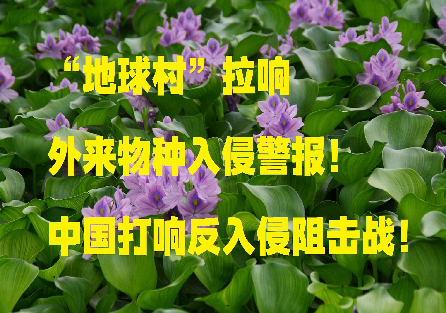 "地球村"拉响外来物种入侵警报!中国打响反入侵狙击战! - 知乎
