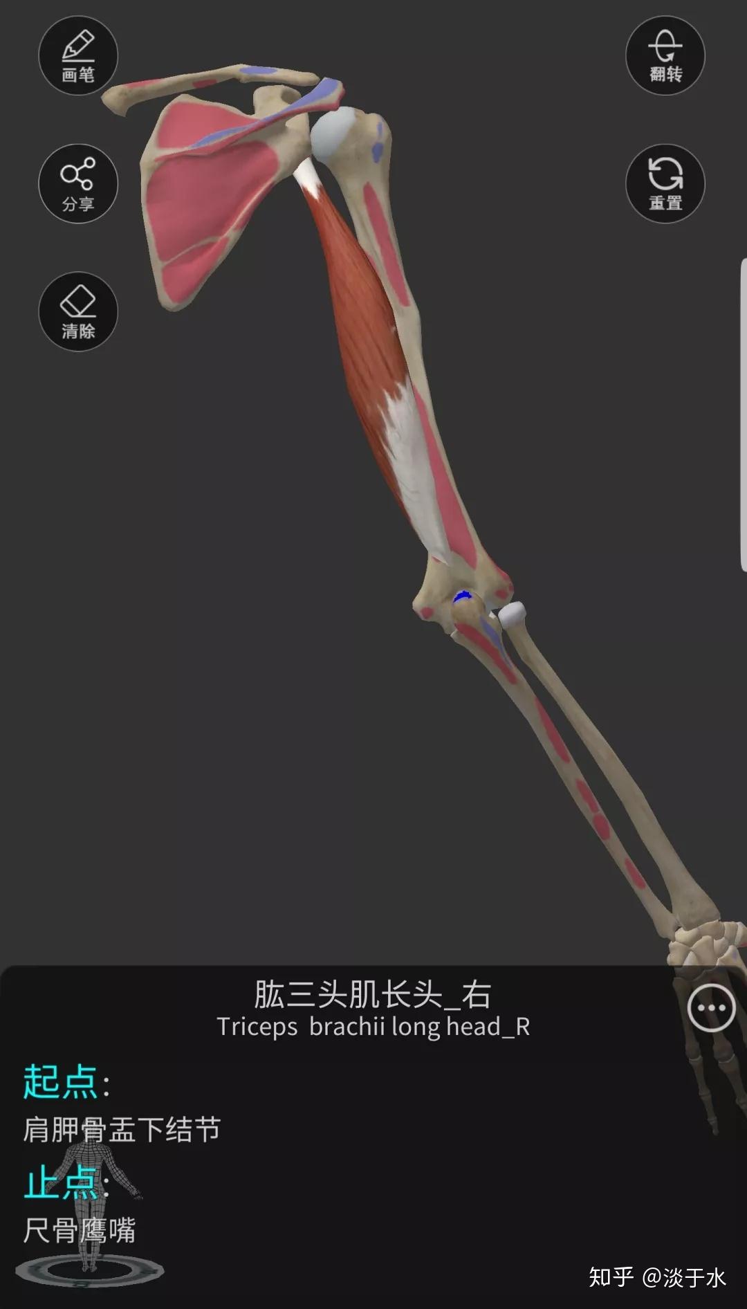 力量与肌肉 丨 肱三头肌的动作解剖及其运动解析(白话,非专业术语) - 知乎