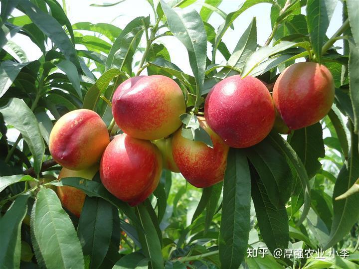 桃子樹種植管理技術龍泉桃樹苗批發怎麼管理桃樹更豐產