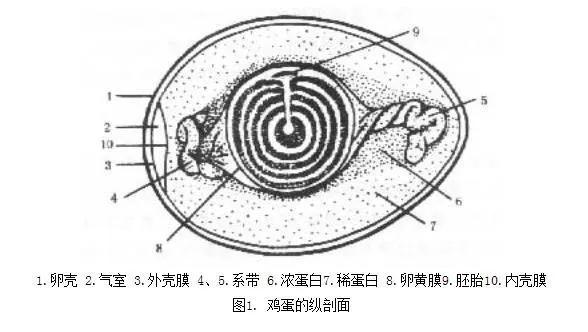 市面上3,4元一斤的鸡蛋,到底是不是人造鸡蛋?今天告诉你