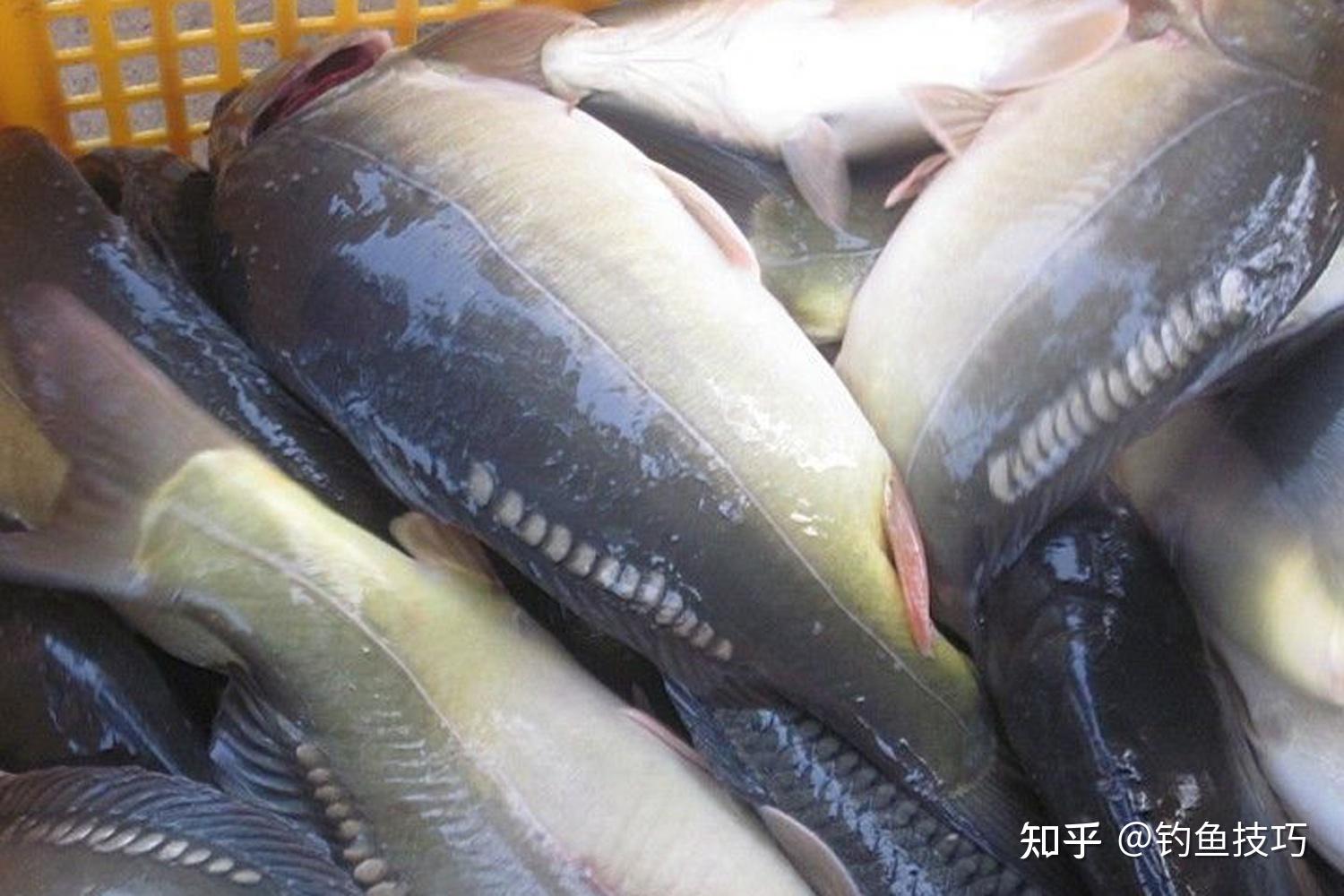 如何钓鲶鱼全过程 v2-fed4801d9e98bd1aa11d69f440dba7ba_r.jpg