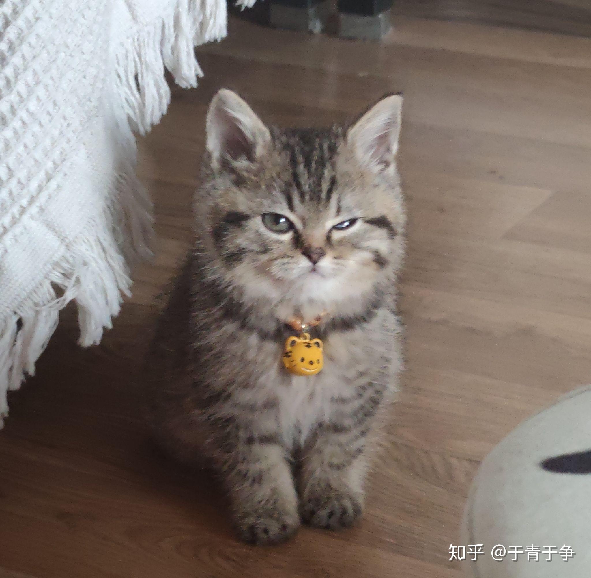 请问这个是狸花还是金渐层?