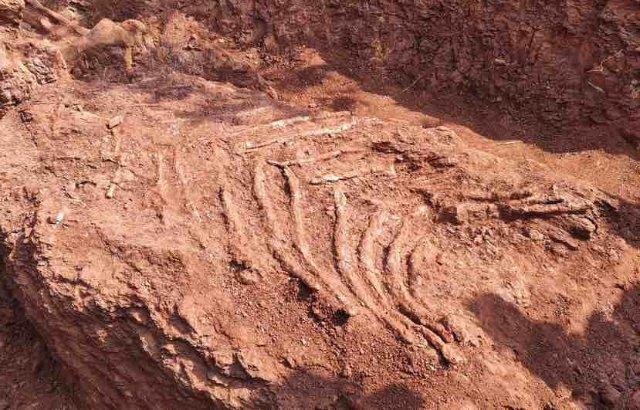 重磅发布抢救性发掘楚雄多地新发现恐龙化石