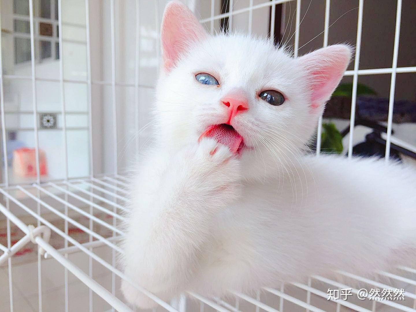 鸳鸯眼蓝白英短你见过嘛