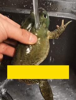 20.牛蛙:以为自己很幽默?19.大过年的不要逼我咬你18.我想天天过年17.