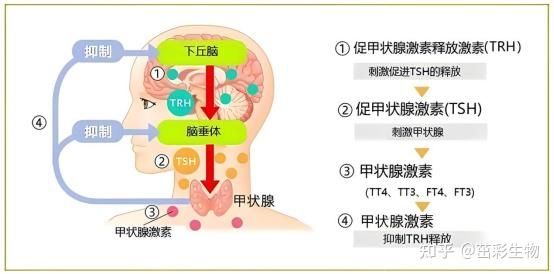 甲状腺功能5项elisa指标 知乎 