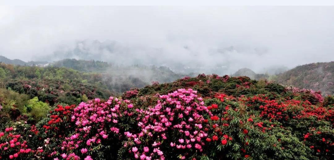 雲賞花貴州之百里杜鵑篇