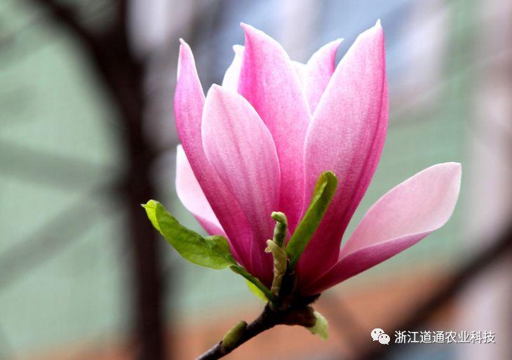 玉兰花开春争俏,做好五点,开花大又多!