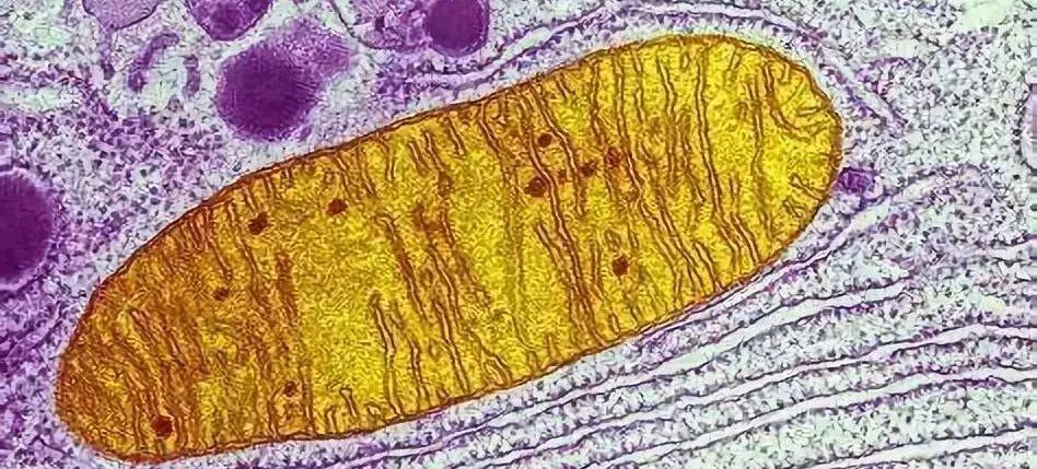 生物进化中的飞跃——内共生:当细胞成为细胞器 - 知乎