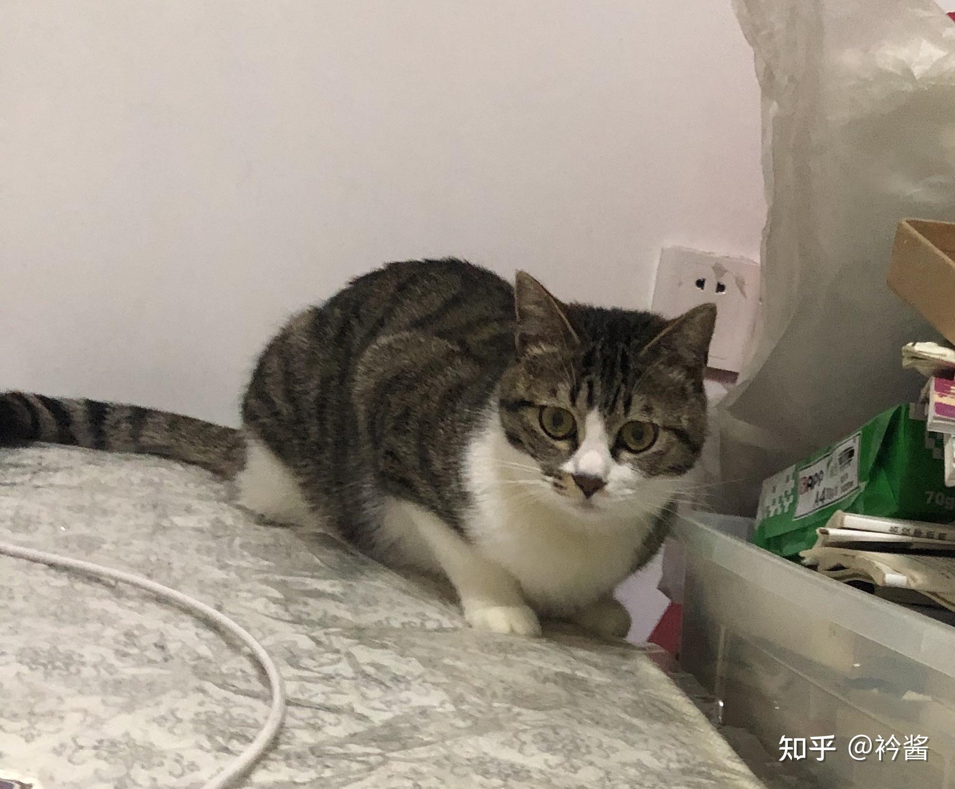 白餐巾白手套的狸花猫能有多漂亮? - 知乎