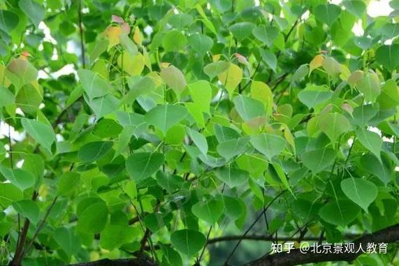 景观人植物理论系列华南地区常用落叶乔灌木总结