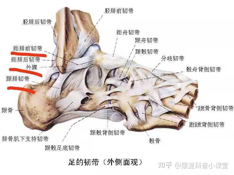 距腓前韧带解剖图图片