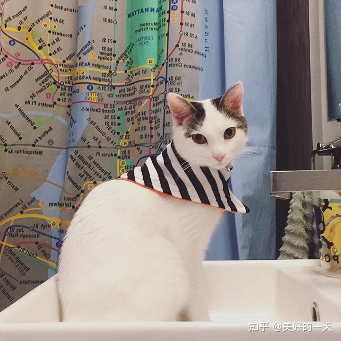 这几种猫是公认的“旺财”，养到就是赚到，要好好珍惜！ - 知乎