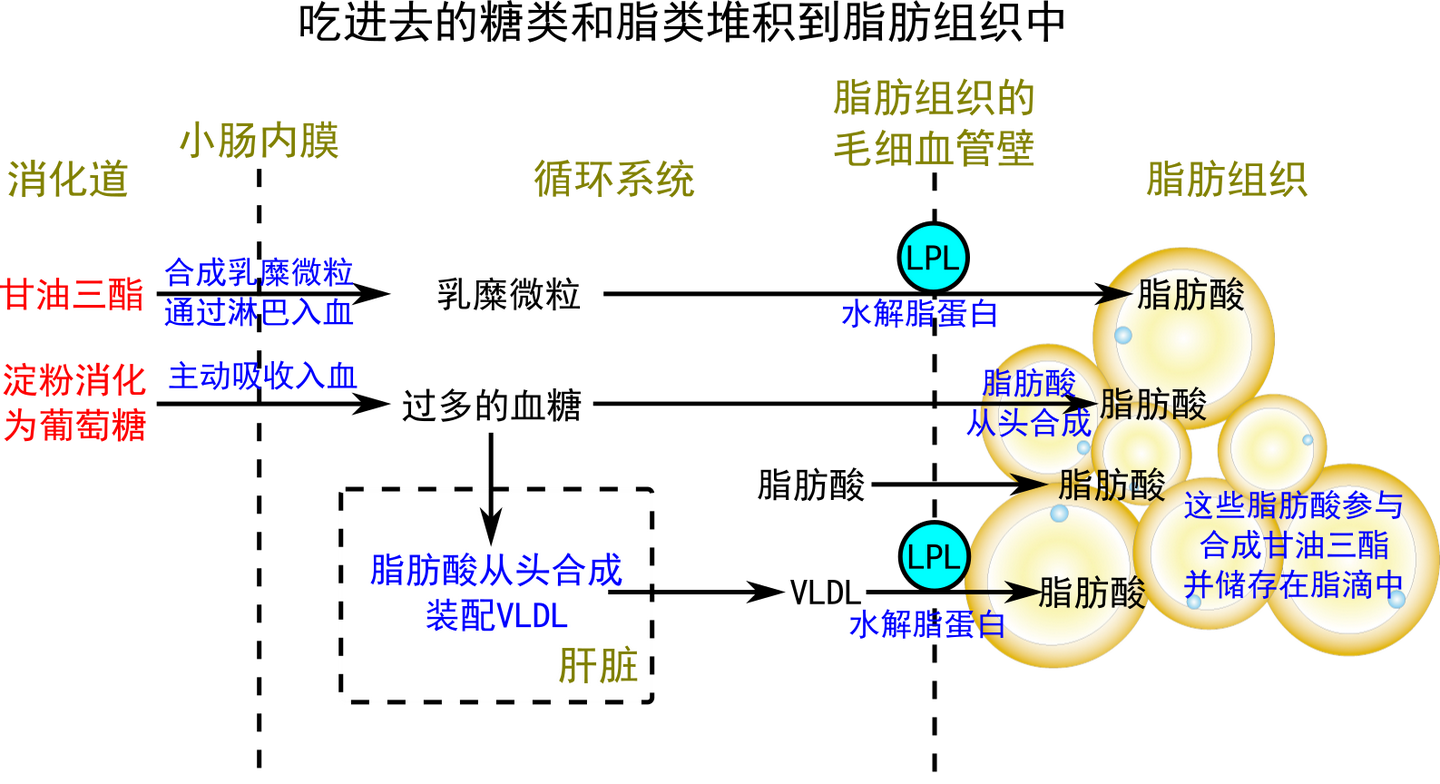 从脂肪代谢过程的角度看如何加速脂肪的“燃烧”? - 知乎