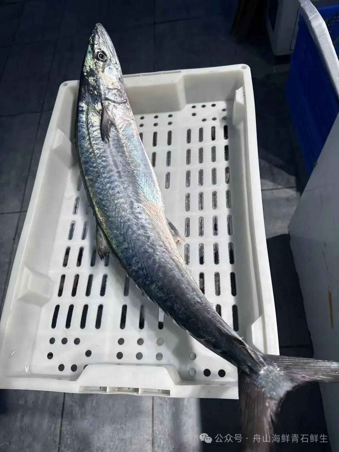 一鯃二红鯋，三鲳四马鲛，五鮸六加腊，前十有三石首，却没有大黄鱼，第二争议最大 - 知乎