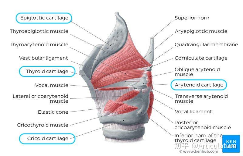 喉内肌解剖图图片