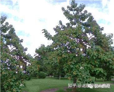 景观人植物理论系列 北方园林绿化常用乔木总述 知乎