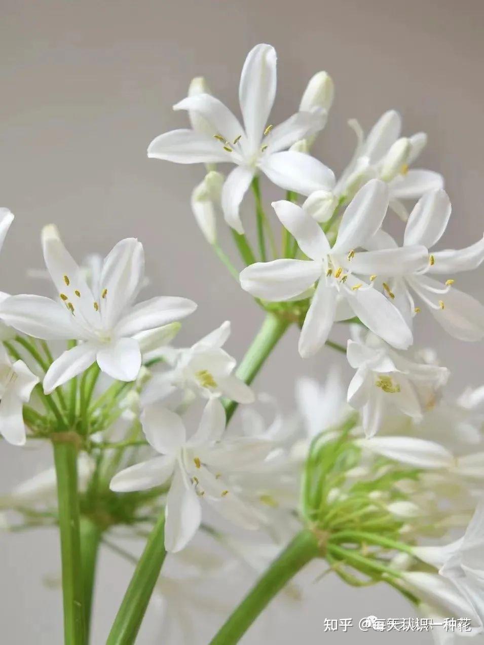 百子蓮又叫做藍百合,因為它開花的時候花朵就像是迷你版的百合花.