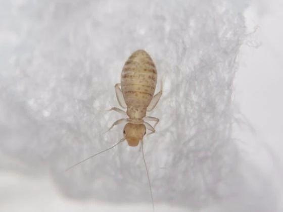 书虫不光吃书 还会吃掉你家一切的有机物 知乎