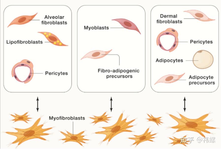 成纤维细胞相关综述 ｜第 1 弹 - 知乎
