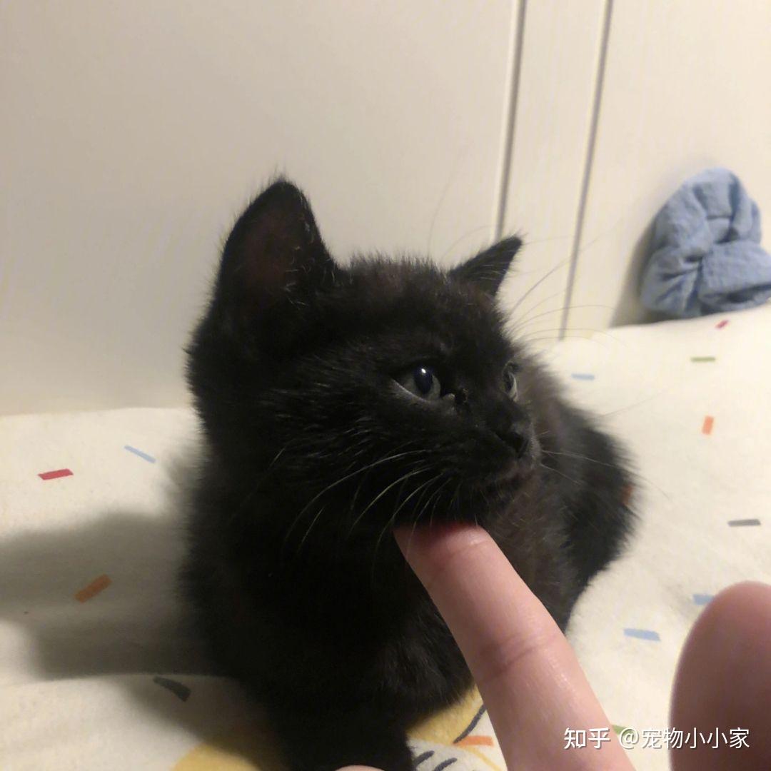 玄猫“功能”这么强大，为什么弃养率还这么高呢？ - 知乎